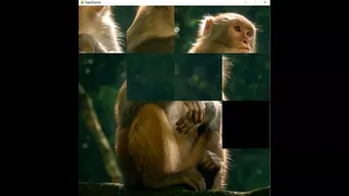 Скриншот 5 к игре hgmGame-monkey