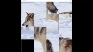 hgmGame-wolf