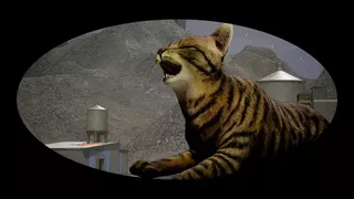 Cats Ritual