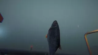 Trawler's Wake