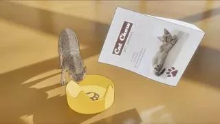 Cat Home