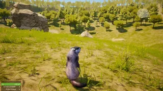 Marmot Fight Club