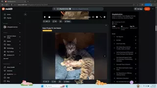 Digital Desktop Cats