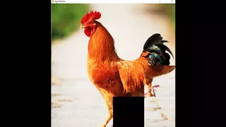 hgmGame-rooster