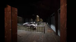Porcine Parasite