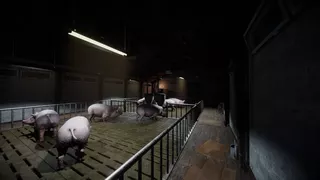 Porcine Parasite