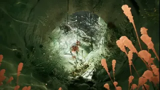 MOLD