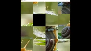hgmGame-snail