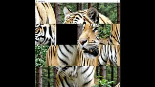 hgmGame-tiger