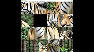 hgmGame-tiger