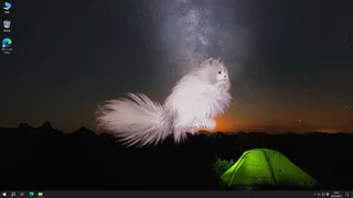 Get a cat