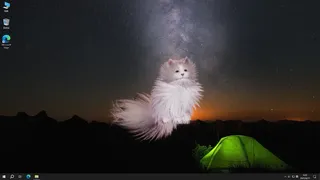 Get a cat