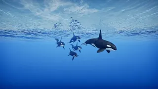 Primal Blue