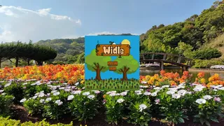 Widle