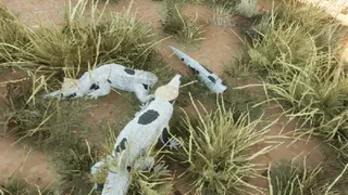 Croc Royale
