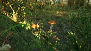 Скриншот 5 к игре Forest Doesn’t Care