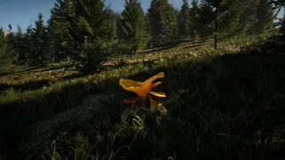 Forager's Finds