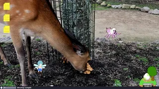 デスクトップマスコット ~ たすモンの小島
