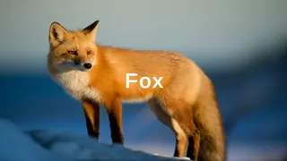 My First PC Game