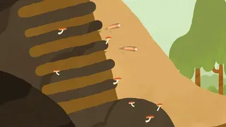 RaceWorms