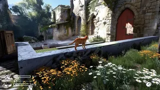LITTLE CAT TINNY STRAYS