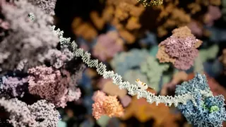 Meowtabolism - Examining Feline Behavior within Unicellular Algae