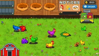 Rainbow Chickens