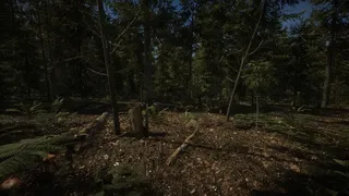 Forest of Lost Wanderers
