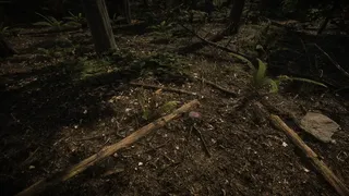 Forest of Lost Wanderers