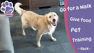 Скриншот к игре Golden Retriever Simple Life Golden Retriever Simple Life