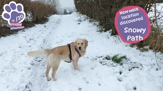 Скриншот к игре Golden Retriever Simple Life Golden Retriever Simple Life