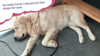 Скриншот к игре Golden Retriever Simple Life Golden Retriever Simple Life