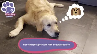 Скриншот к игре Golden Retriever Simple Life Golden Retriever Simple Life