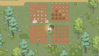 台灣特有種：丸心大發