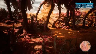 Morels: Out of this World