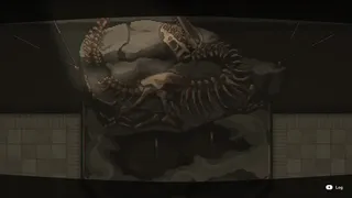 激情のアンモナイト