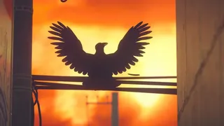 タンポポは耐える。