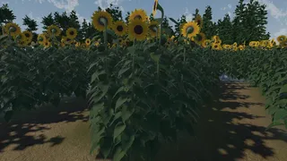 The Path of the Sunflower
