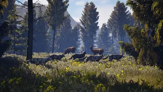 Susia - Wolf Life Simulator