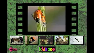 Kid's Zoo: A Baby Animal Adventure