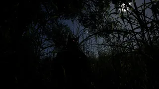 Whispers of the Tallgrass