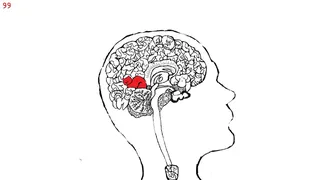 Let's Find Cats Inside the Human Body