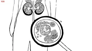 Let's Find Cats Inside the Human Body