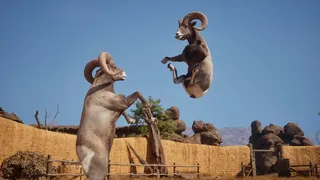 Ram Fights