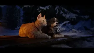 Cold Paws