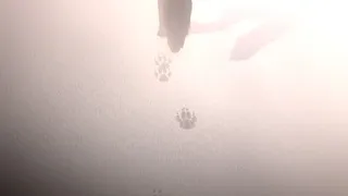 Heirs of the Moon