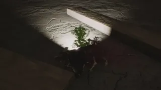 Скриншот 5 к игре Cockroach Simulation
