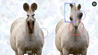 Horse Magnifier: The Full Horse