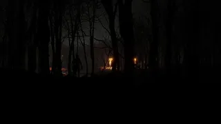 Just a stroll in the forest