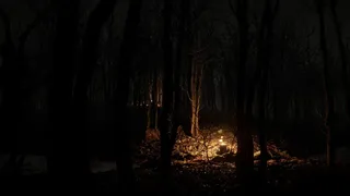 Just a stroll in the forest